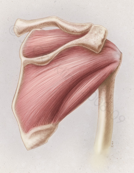 Posterior shoulder girdle