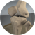 Knee